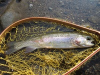 秩父フライフィールド 釣果