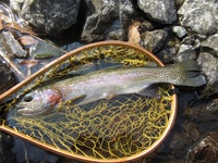 秩父フライフィールド 釣果