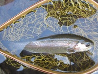 秩父フライフィールド 釣果