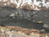 秩父フライフィールド 釣果