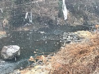 秩父フライフィールド 釣果