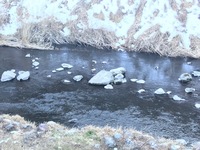 秩父フライフィールド 釣果