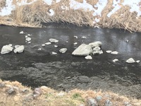 秩父フライフィールド 釣果