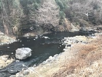 秩父フライフィールド 釣果