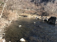 秩父フライフィールド 釣果