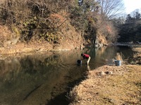 秩父フライフィールド 釣果