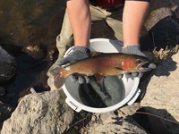 秩父フライフィールド 釣果