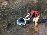 秩父フライフィールド 釣果