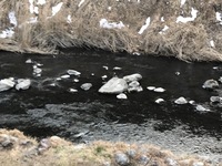秩父フライフィールド 釣果