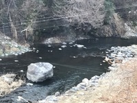 秩父フライフィールド 釣果