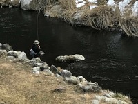 秩父フライフィールド 釣果