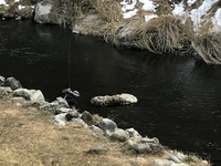 秩父フライフィールド 釣果