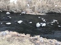 秩父フライフィールド 釣果