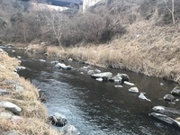 秩父フライフィールド 釣果