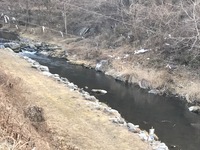 秩父フライフィールド 釣果