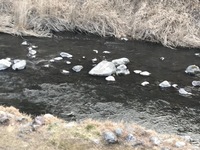 秩父フライフィールド 釣果