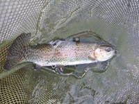 秩父フライフィールド 釣果