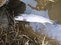 秩父フライフィールド 釣果