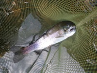 秩父フライフィールド 釣果