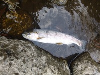 秩父フライフィールド 釣果