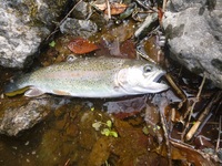 秩父フライフィールド 釣果