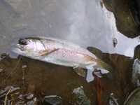 秩父フライフィールド 釣果