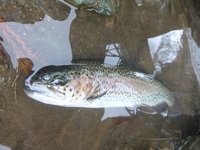 秩父フライフィールド 釣果