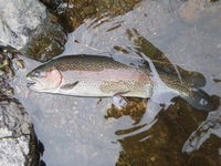 秩父フライフィールド 釣果