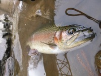 秩父フライフィールド 釣果