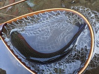 秩父フライフィールド 釣果