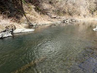 秩父フライフィールド 釣果