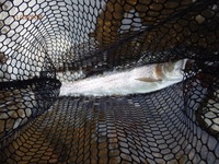 秩父フライフィールド 釣果