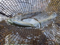 秩父フライフィールド 釣果