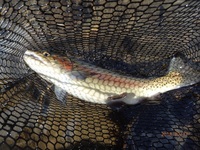 秩父フライフィールド 釣果