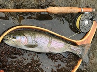 秩父フライフィールド 釣果