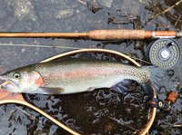 秩父フライフィールド 釣果