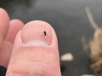 秩父フライフィールド 釣果