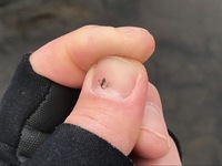 秩父フライフィールド 釣果