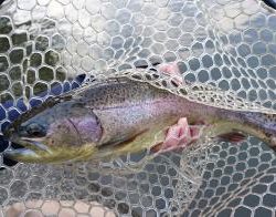 フィッシング サンクチュアリ 釣果