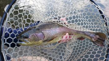 フィッシング サンクチュアリ 釣果