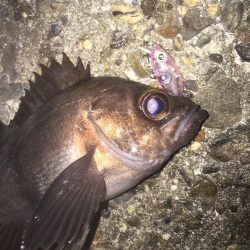 メバルプラッキングはプラグをオールレンジ所有してスタート！【nadarメバルプラッキングモニター投稿】