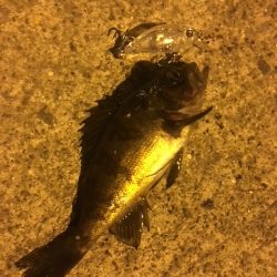 メバルプラッキングの1番面白い瞬間＝予想を立てながらレンジを合わせハマった時！！【nadarメバルプラッキングモニター投稿】