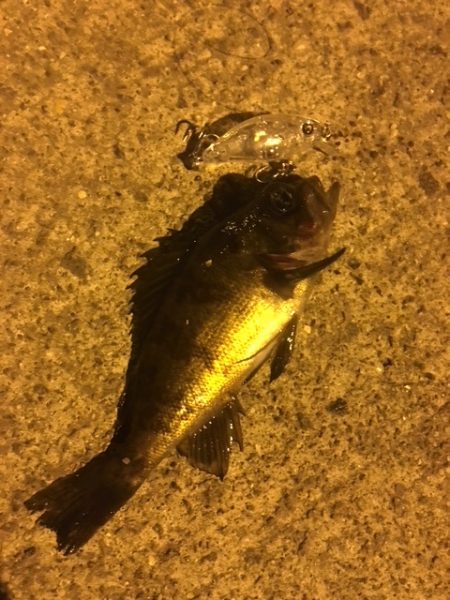 メバルプラッキングの1番面白い瞬間＝予想を立てながらレンジを合わせハマった時！！【nadarメバルプラッキングモニター投稿】