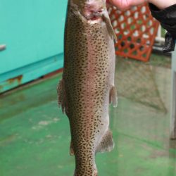 としまえんフィッシングエリア 釣果