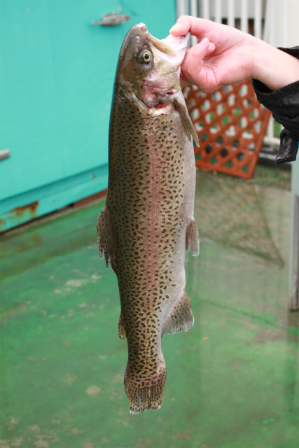 としまえんフィッシングエリア 釣果