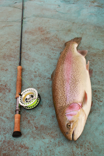 としまえんフィッシングエリア 釣果