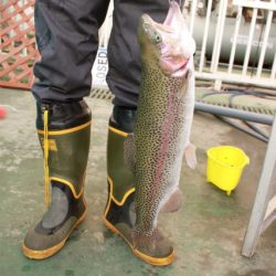 としまえんフィッシングエリア 釣果