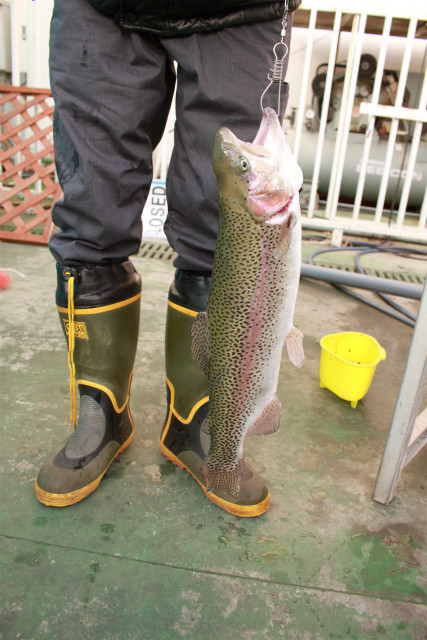 としまえんフィッシングエリア 釣果
