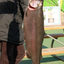 としまえんフィッシングエリア 釣果