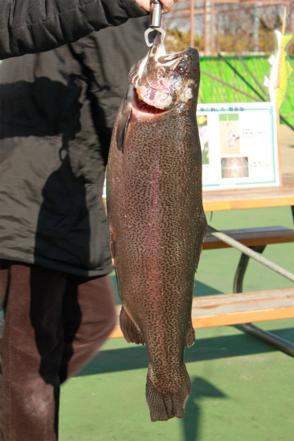 としまえんフィッシングエリア 釣果